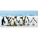 תמונת טפט H פינגווינים